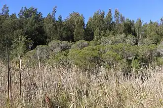 swamp oak & paperbark at Warriewood