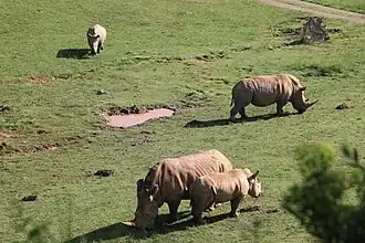 Rhinos at the Watani Grasslands