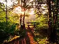 Evening on the way to the Weißer Hirsch