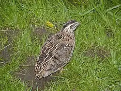 Female