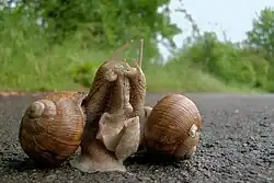 A pair of H. pomatia in courtship, shortly before mating