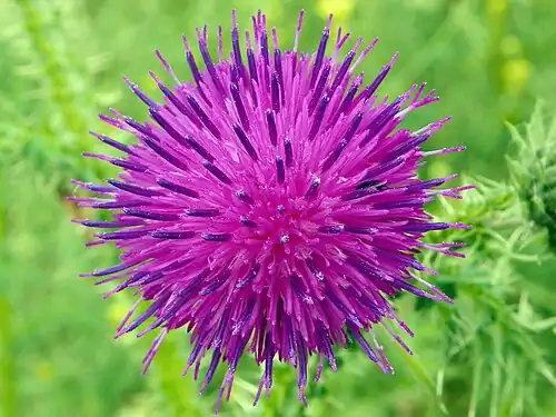 Flower close-up