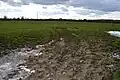 Wendlebury Meads