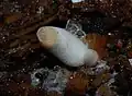 Young specimen
