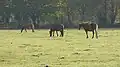 West's Meadow, Aldermaston
