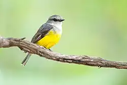 Adult bird sitting on a branch.