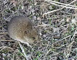 Brown mouse