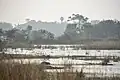 Marshy edges of Sirudavoor Lake, Jan '21