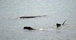 Southern right whales resting