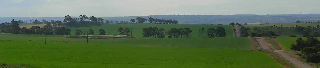 Wheat growing north-east of Northam