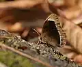 Dry-season form at Samsing in Darjeeling district of West Bengal, India
