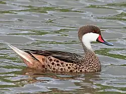White-cheeked Pintail RWD