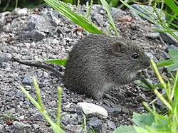 Gray rat