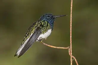 Male F. m. mellivora, Panama