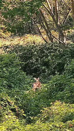 White-tailed deer fawn in the Preserve