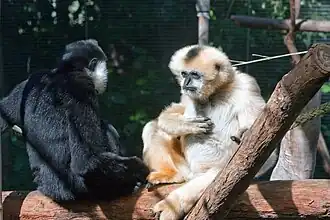 Northern white-cheeked gibbons
