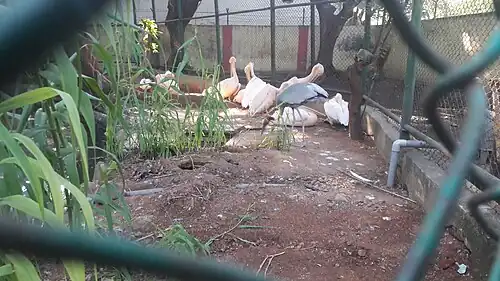 Great white pelican and white necked stork in VOC zoological garden, Coimbatore
