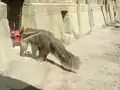 Giant anteater