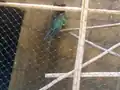 Blue and gold macaw