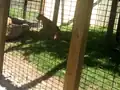 North American cougar