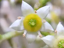 Flower close up