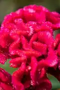 Close-up of a flower.