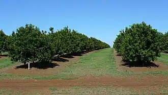 Windermere macadamia plantation, 2012