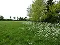 Winks Meadow