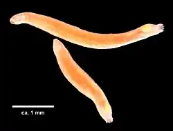 Wirenia argentea
