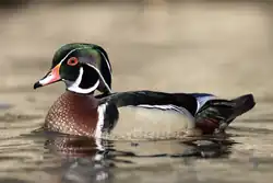 Wood duck (Aix sponsa)