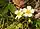 Fragaria vesca, woodland strawberry, Washington Island