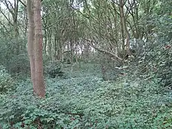 Woodridge Nature Reserve in Woodside Park