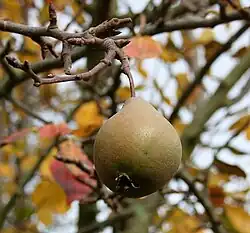 A Worcester black pear.