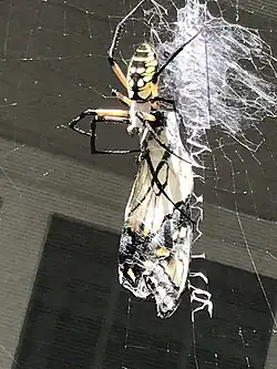 Eating a swallowtail&nbsp;butterfly in Holly&nbsp;Springs, North&nbsp;Carolina