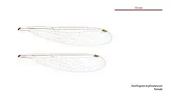 Female wings