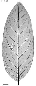 Leaf x-ray