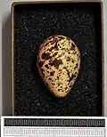 Egg, Collection Museum Wiesbaden