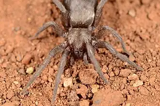 female X. aridus