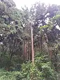 Taiwania