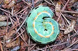 Caterpillar