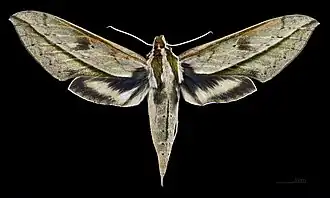 Female dorsal
