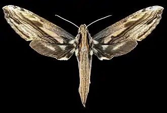 Female dorsal