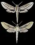 Xylophanes isaon