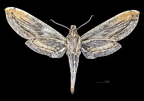 Female ventral view