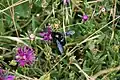 Gathering nectar from an aster, France