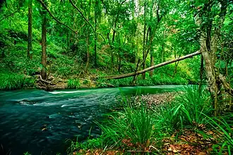 Yabba Creek at Bella Creek, 2017