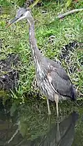 Blue heron