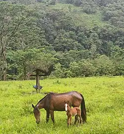 Mare with her foal in the Llanero Foothills