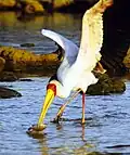 Fishing in shallow water