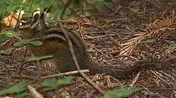 Brown chipmunk
